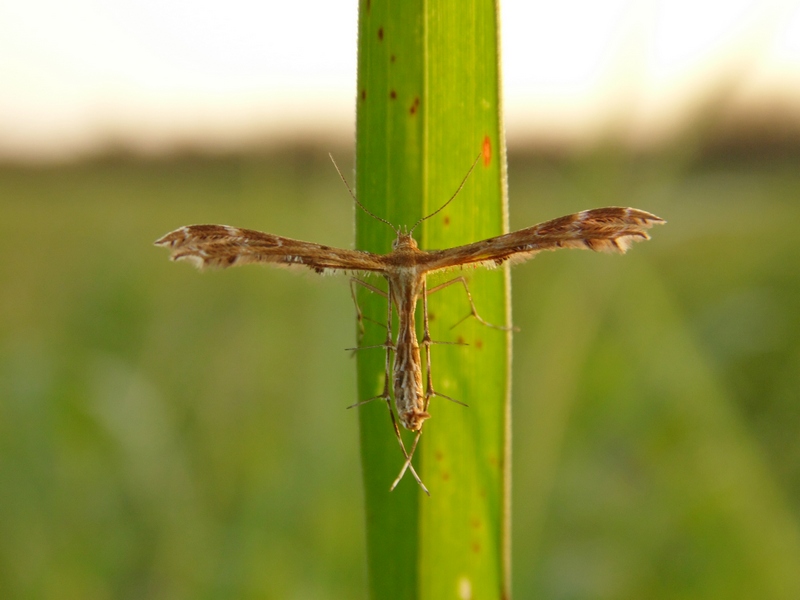 Pterophoridae: Amblyptilia cfr. acanthadactyla